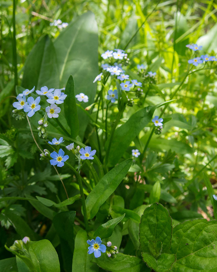 Myosotis scorpioides ?